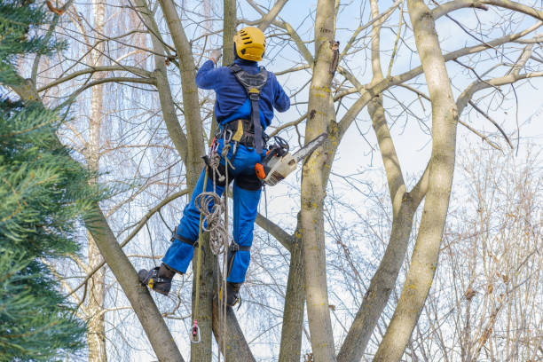 Best Tree and Shrub Care  in Valley View, PA