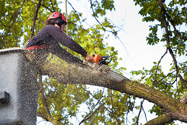 How Our Tree Care Process Works  in  Valley View, PA
