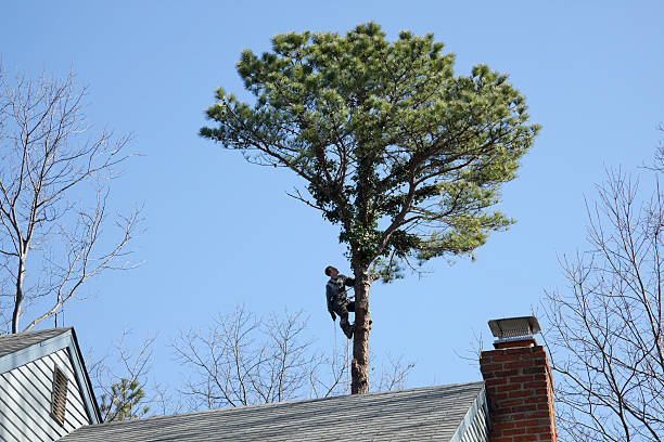 Best Storm Damage Tree Cleanup  in Valley View, PA