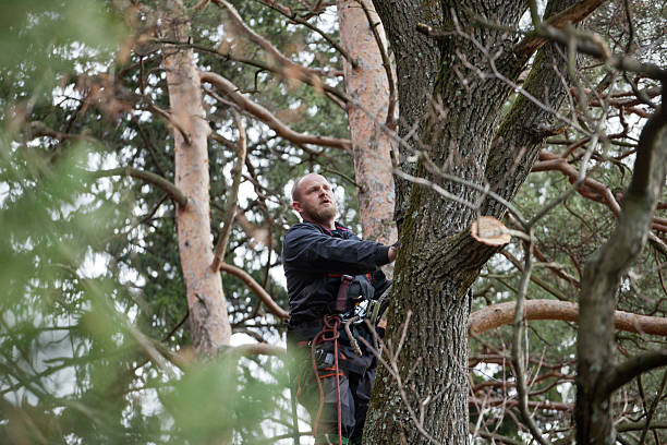 Trusted Valley View, PA Tree Care Experts