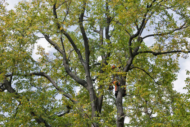 Best Leaf Removal  in Valley View, PA